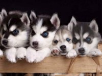 Asil husky yavrularımız sizlerle