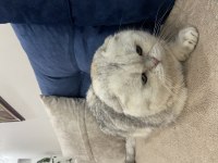 Scottish fold kedimiz acil yuvasını arıyor