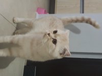 Dişi scottish fold