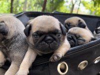 Pug yavrularımız sahiplendirilecektir