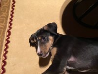 YAKLAŞIK 2 AYLIK DİŞİ KÖPEĞİMİZE KALICI YUVA ARIYORUZ