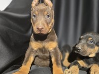 Orjinal Doberman Köpekleri