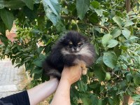 Safkan pomeranian yavrular mevcut yavrularımız s kalite