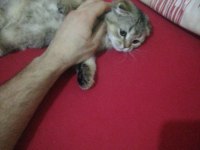 2 Aylık Oyuncu Bir Dişi Scottish Fold