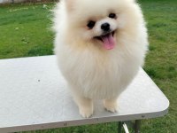 Kore Kan Teddy Bear Beyaz 11 aylık. Show Kalite Pomeranian