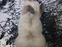 Kediler arası kavga şiddetli geçimsizlik nedeni ile