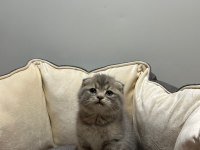 Tabby scottish fold
