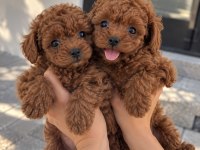 Gören Bir Daha Bakıyor – Poodle Yavruları