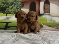 Toy Poodle Yavru