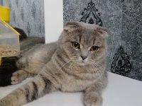 Scottish fold kedisi