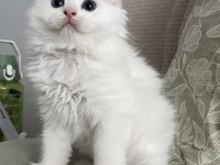 Pofuduk British Longhair Kardeşler