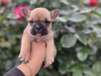 Özel Renk French Bulldog Yavruları