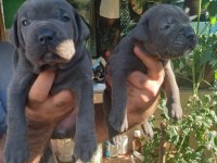 Blue cane corso yavrularım