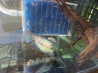 Electric blue acara balıklar