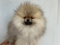 Üst kalite aşılı erkek Pomeranian 3 aylık