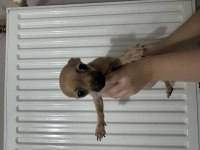 Şivava minyatür pinscher