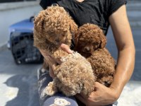 Ankaranın en elit kore maltipoo yavruları