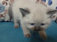 50 günlük british shorthair bebekler