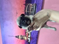 Fransız bulldog bebekler
