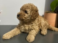 45 günlük poodle yuva aranıyor