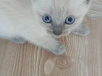Blue point sevimli yavrularımız rezerveye açık kediler
