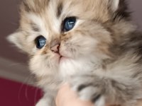 British shorthair ve longhair safkan yavrular