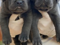 ÜST SEVİYE CANE CORSO YAVRULARI