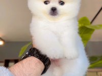 Pomeranian Boo Yavru