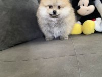 Pomeranian Erkek bebek