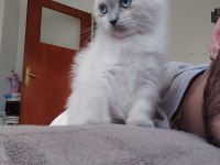 2 aylık sütten kesilmiş scottish fold yavruları