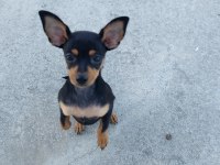 Minyatür oyuncu pinscher yavrumuz