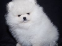 Belarus güzelliği pomeranian boo