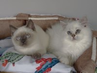 Maviş point British shorthair / Longhair bebeğim 
