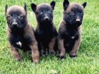 Belçika kurdu (Malinois) köpeği