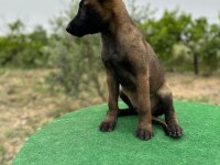 Manisa Malinois 45