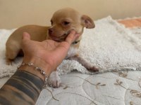 Dişi 3.5 aylık chihuahua