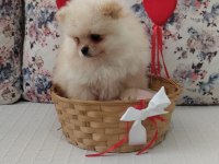 Dünyalar Güzeli Pomeranian Boo Erkek Yavru