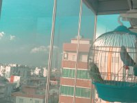 Hazır muhabbet kuşu takımı