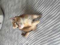 British shorthair golden yavrular