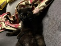 Siyah Scottish Fold Kızımıza Yuva Arıyoruz