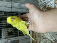 40 Günlük Ele Alışık Erkek Show Jumbo Muhabbet Kuşlar