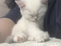 Dünya tatlısı british shorthair