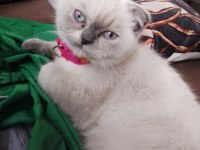 2.5 aylık dişi blue point ayı surat yavru scottish fold