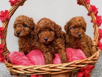 Garantili ev üretimi tertemiz toy poodle