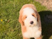 Çok özel giant poodle yavrularımız