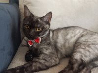 Yakışıklı british shorthair oğluma gelin adayı bekliyorum