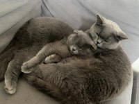Scottish fold ve british kedisi