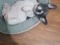 Fransız bulldog köpeğimiz