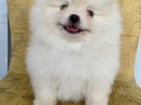 ORİJİNAL POMERANİAN BOO