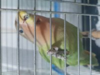 Acil Sevda Papağanı Mutasyon Renk Kedi İle Takas Olur